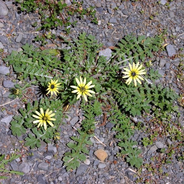 Cape weed picture